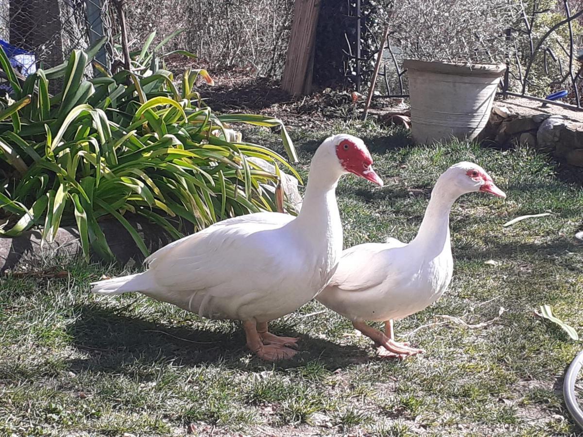 Gite Du Prinas Greolieres Exteriér fotografie